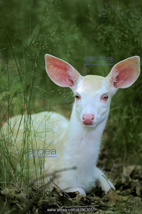 : White-tailed DEER - young albino fawn : White-tailed DEER - young albino fawn