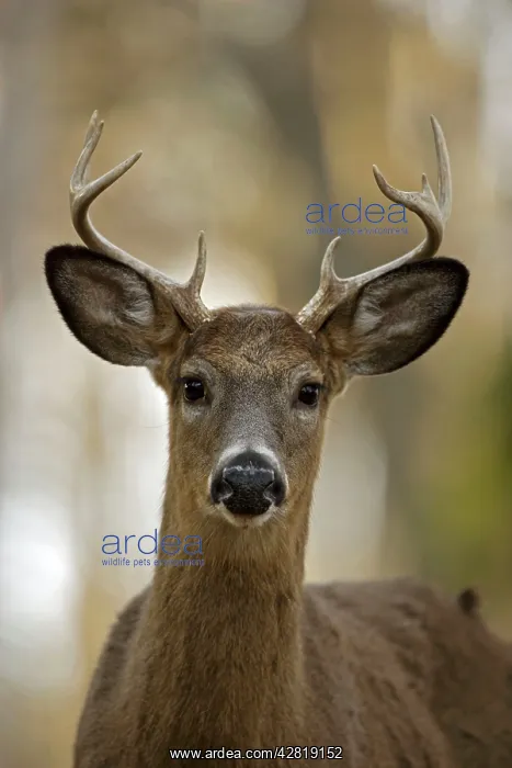 : White-tailed Deer - young buck : White-tailed Deer - young buck
