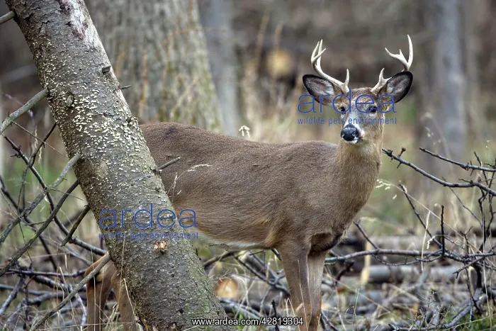 : White-tailed Deer - young buck : White-tailed Deer - young buck