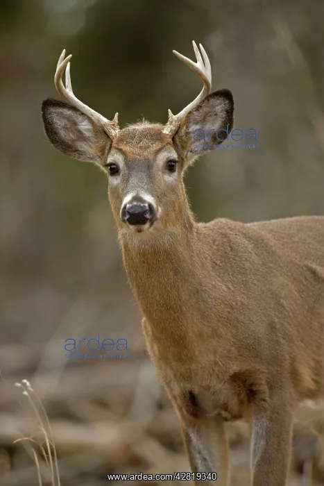 : White-tailed Deer - young buck : White-tailed Deer - young buck