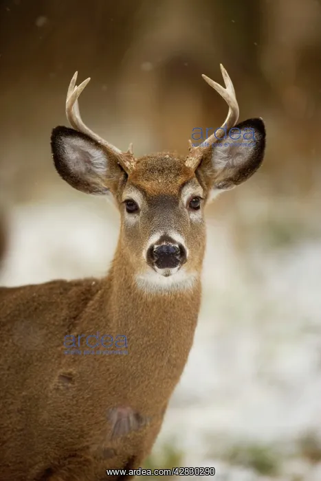 : White-tailed Deer - Young buck : White-tailed Deer - Young buck