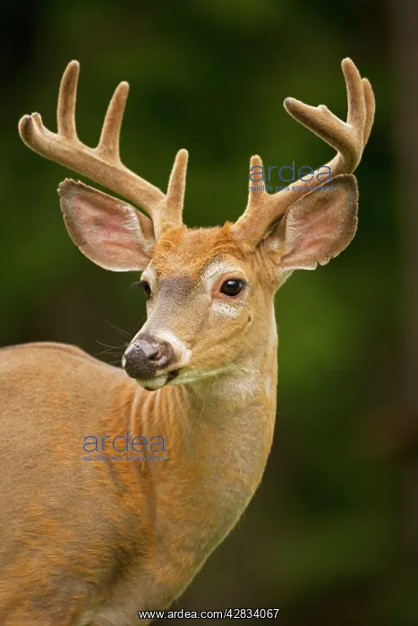 : White-tailed Deer - Young buck : White-tailed Deer - Young buck