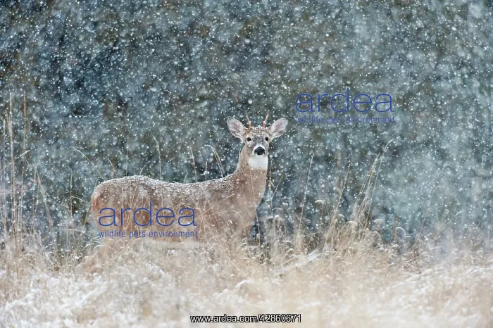 : White-tailed Deer - young buck in heavy snow : White-tailed Deer - young buck in heavy snow