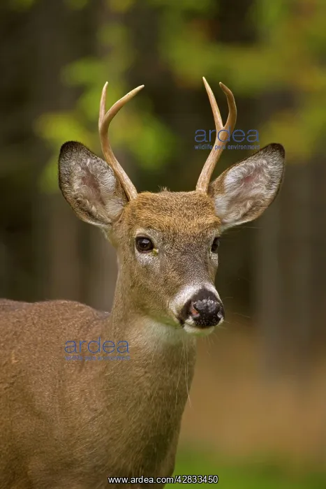 : White-tailed Deer - Young buck - In late summer : White-tailed Deer - Young buck - In late summer