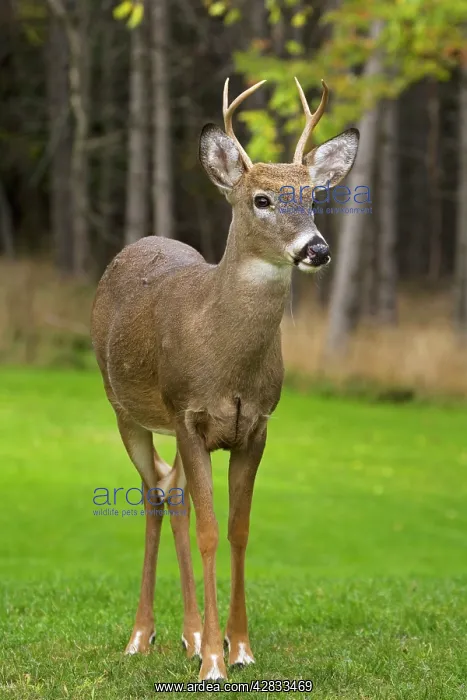 : White-tailed Deer - Young buck - In late summer : White-tailed Deer - Young buck - In late summer