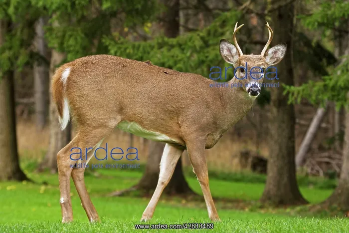 : White-tailed Deer - Young buck - In late summer : White-tailed Deer - Young buck - In late summer