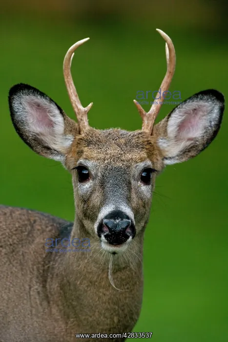 : White-tailed Deer - Young buck - In late summer : White-tailed Deer - Young buck - In late summer