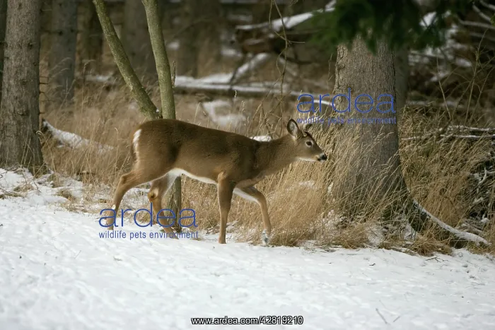 : White-tailed Deer - young buck in snow : White-tailed Deer - young buck in snow