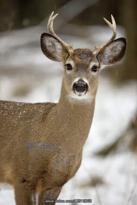: White-tailed Deer - young buck in snow : White-tailed Deer - young buck in snow
