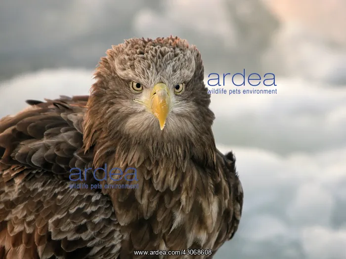 : White-tailed Eagle : White-tailed Eagle