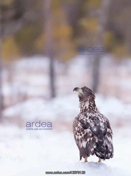 : White-tailed Eagle : White-tailed Eagle