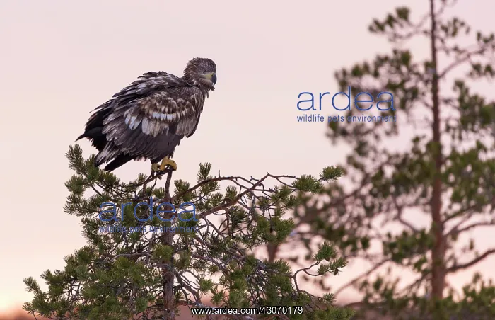 : White-tailed Eagle : White-tailed Eagle
