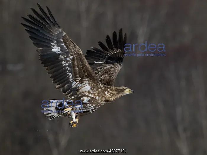 : White-tailed Eagle : White-tailed Eagle