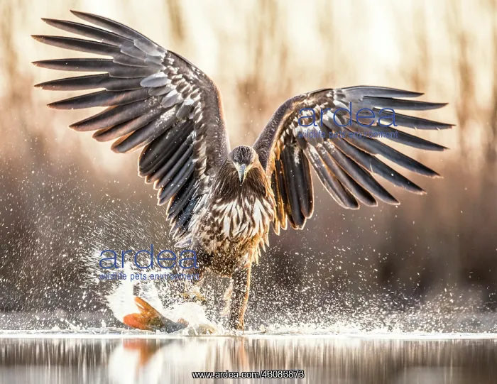 : White-Tailed Eagle : White-Tailed Eagle