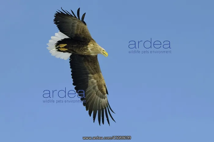 : White-tailed Eagle : White-tailed Eagle