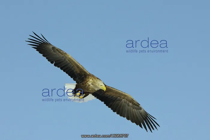: White-tailed Eagle : White-tailed Eagle