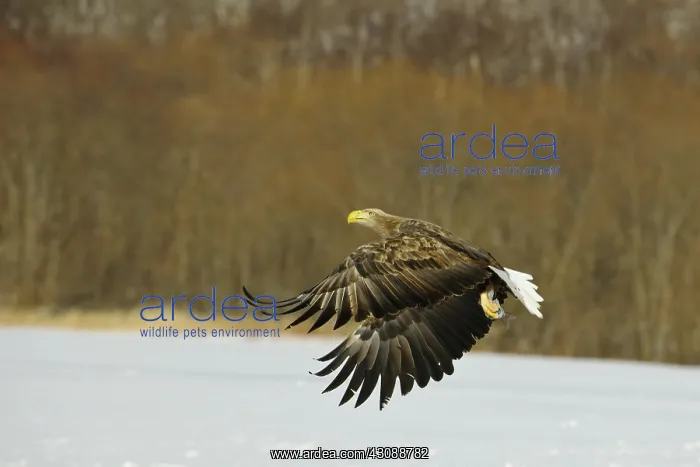 : White-tailed Eagle : White-tailed Eagle