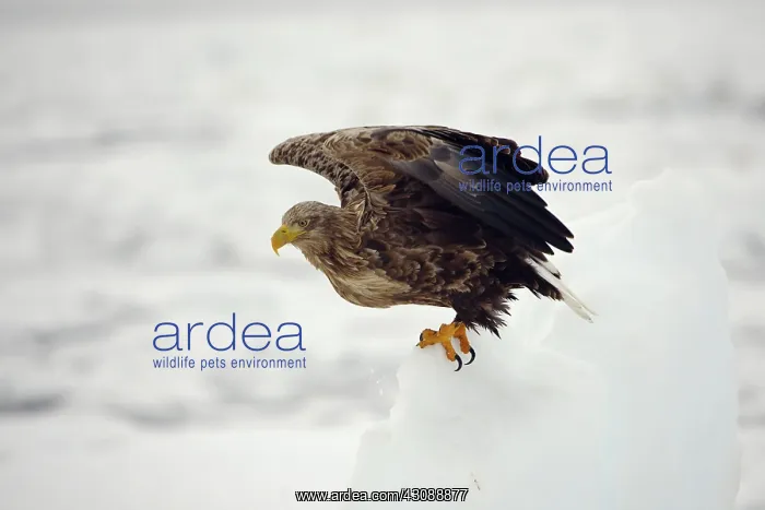 : White-tailed Eagle : White-tailed Eagle
