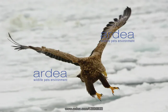 : White-tailed Eagle : White-tailed Eagle