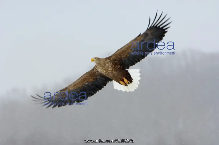: White-Tailed Eagle : White-Tailed Eagle