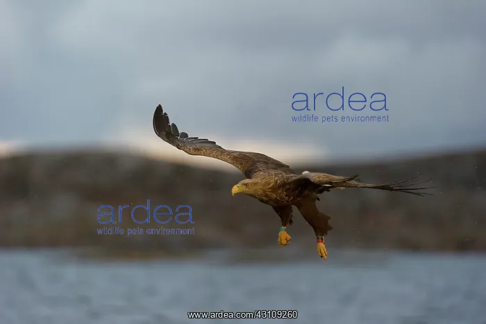 : White-tailed Eagle : White-tailed Eagle