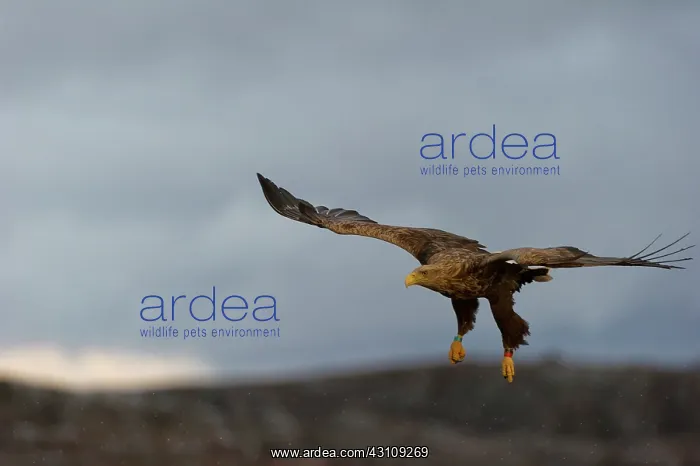 : White-tailed Eagle : White-tailed Eagle