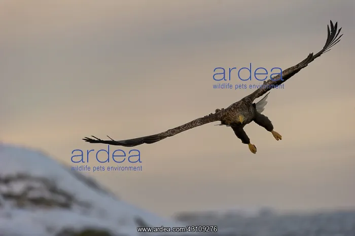 : White-tailed Eagle : White-tailed Eagle