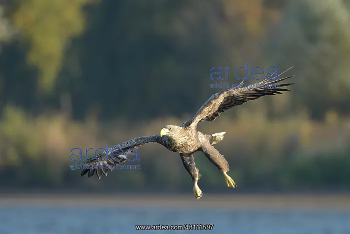 : White-tailed Eagle : White-tailed Eagle