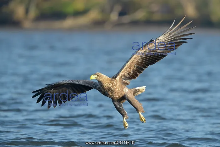 : White-tailed Eagle : White-tailed Eagle
