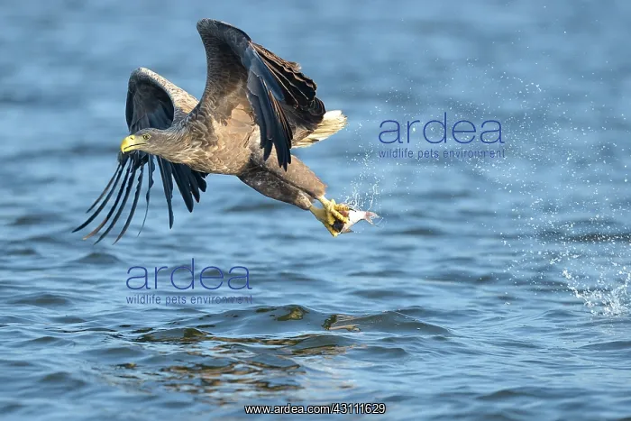 : White-tailed Eagle : White-tailed Eagle