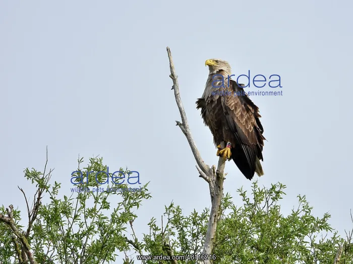 : White-Tailed Eagle : White-Tailed Eagle