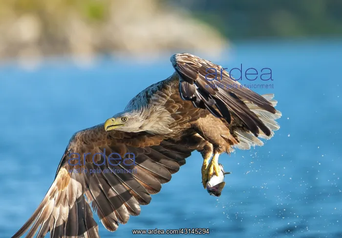 : White-tailed Eagle : White-tailed Eagle