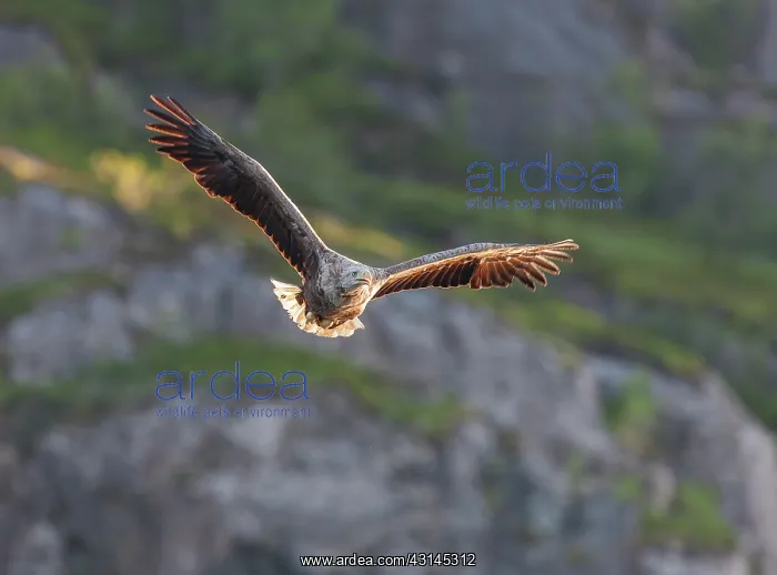 : White-tailed eagle : White-tailed eagle