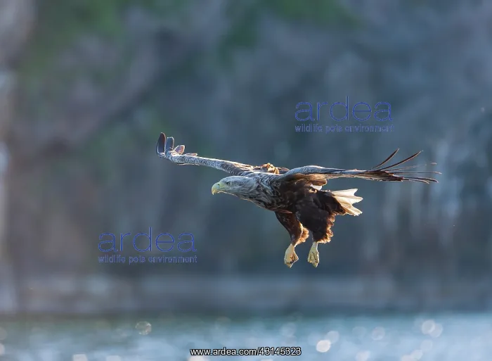 : White-tailed eagle : White-tailed eagle