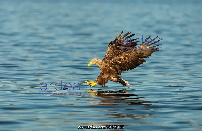 : White-tailed eagle : White-tailed eagle