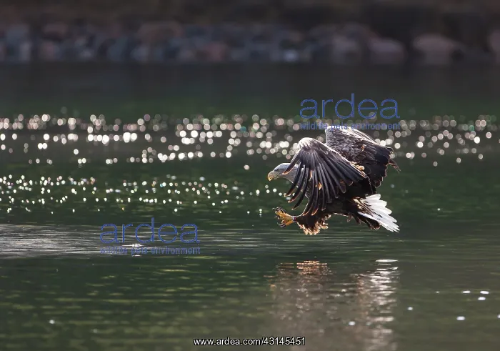 : White-tailed eagle : White-tailed eagle