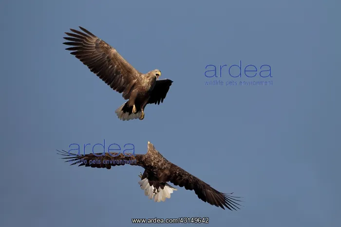 : White-Tailed Eagle : White-Tailed Eagle