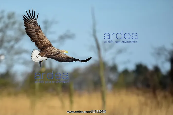  : White-Tailed Eagle