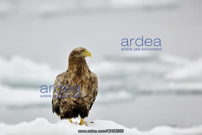 : White-tailed Eagle : White-tailed Eagle