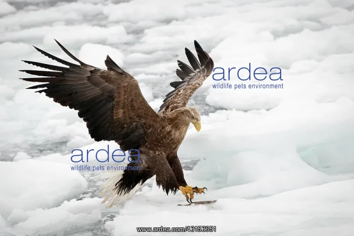 : White-tailed Eagle : White-tailed Eagle