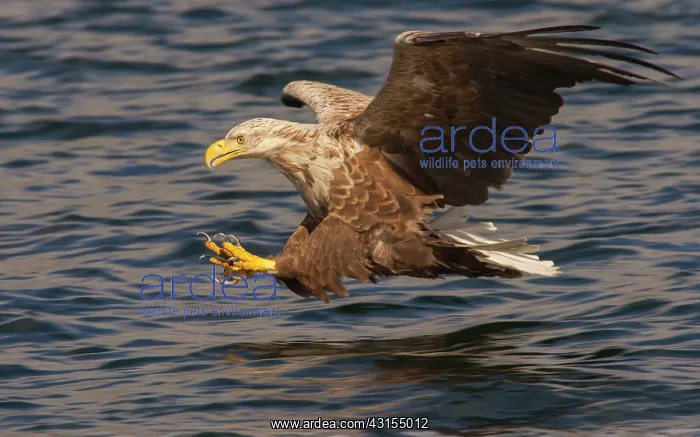 : White-tailed Eagle : White-tailed Eagle