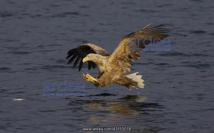 : White-tailed Eagle : White-tailed Eagle