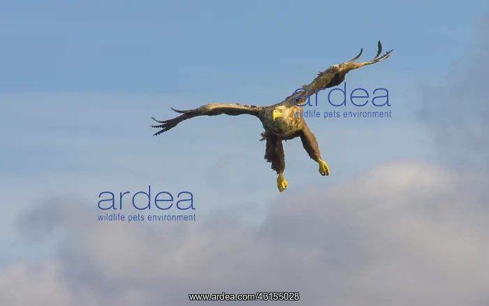 : White-tailed Eagle : White-tailed Eagle