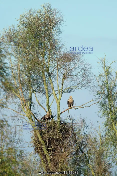 : White-tailed Eagle : White-tailed Eagle