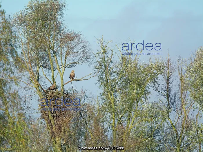 : White-tailed Eagle : White-tailed Eagle