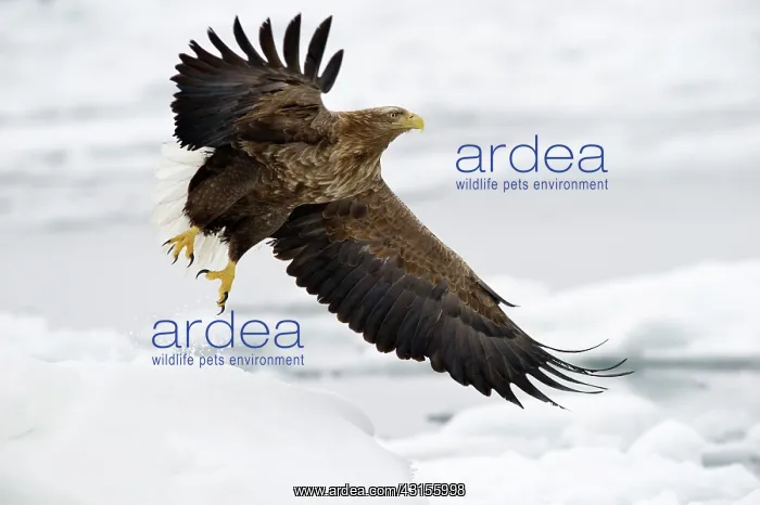 : White-tailed Eagle : White-tailed Eagle