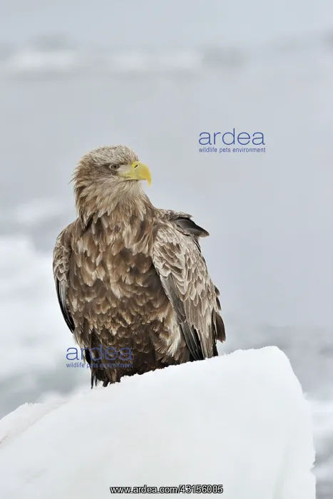 : White-tailed Eagle : White-tailed Eagle