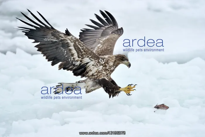 : White-tailed Eagle : White-tailed Eagle