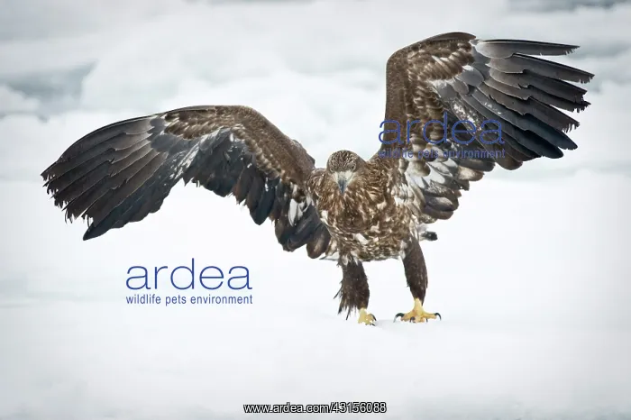 : White-tailed Eagle : White-tailed Eagle