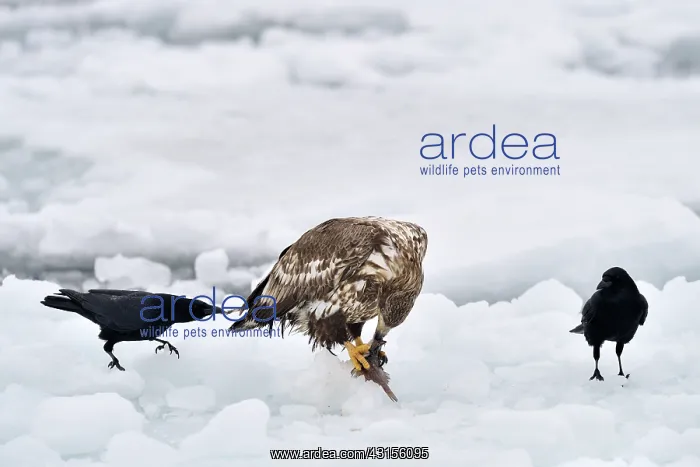 : White-tailed Eagle : White-tailed Eagle